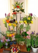 выставка цветов и растений